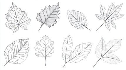 Obraz premium Delicate Leaf Sketches: A Collection of Hand-Drawn Botanical Illustrations