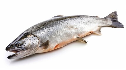 Obraz premium photograph of Salmon, fresh salmon fillet isolated on white background