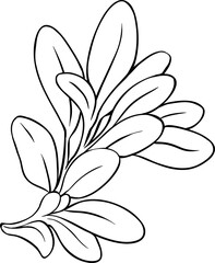 Sage Plant with Flowers and Leaves Outline Illustration