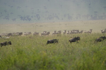 wildebeest running through the serengeti national park during the migration