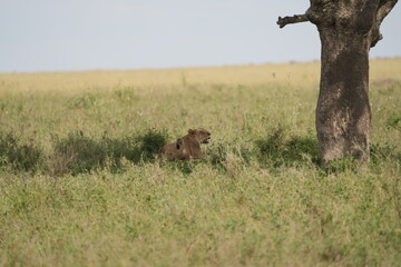 female lion, lioness, laying in the shade of a tree in the serengeti national park tanzania, wallpaper background
