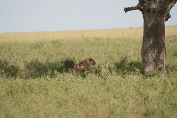 female lion, lioness, laying in the shade of a tree in the serengeti national park tanzania, wallpaper background