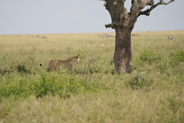 Lioness Gazes Up at Tree Before Leaping in the Serengeti, Tanzania