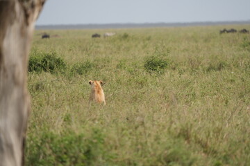 lioness sitting in the high grass of the serengeti national park in tanzania