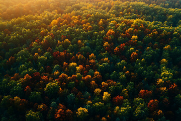 Vibrant aerial shot of an expansive forest transitioning into autumn, with a stunning palette of red, orange, and yellow leaves that contrast against the deep greens.