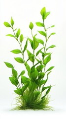 Obraz premium Stunning Green Plant for Aquarium Decor - Lush Foliage and Vibrant Life