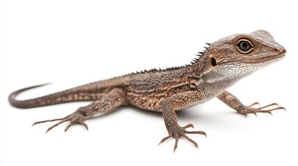 Naklejka premium house lizard. house lizard on white background. animal
