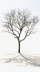 Fototapeta premium Winter Bare Tree Silhouette with Snow and Shadow