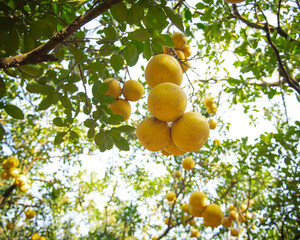 Close-up vibrant yellow grapefruit tree load of ripe pomelos under clear blue sky ready to harvest in Hanoi, hanging Dien citrus heirloom grapefruit fruits branch at homegrown backyard garden