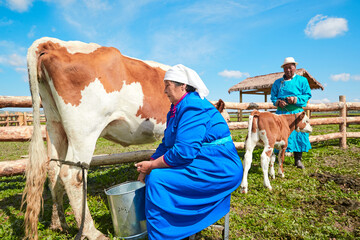 Middle-aged and elderly Mongolian women milking cows on grassland