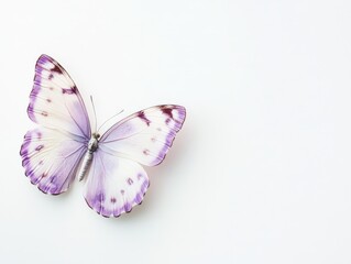 A delicate butterfly with purple and white wings resting on a light background.