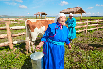 Middle-aged and elderly Mongolian women milking cows on grassland