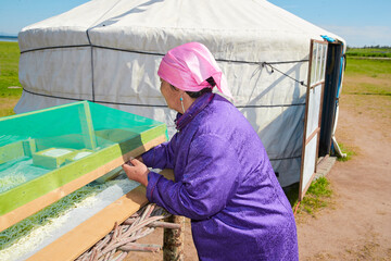 Mongolian middle-aged and elderly women drying dairy products outside their yurts