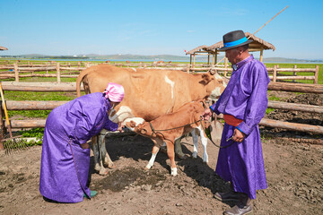 Middle-aged and elderly Mongolian couple herding cattle on the grassland