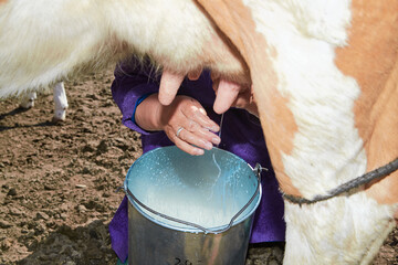 Middle-aged and elderly Mongolian women milking cows on grassland