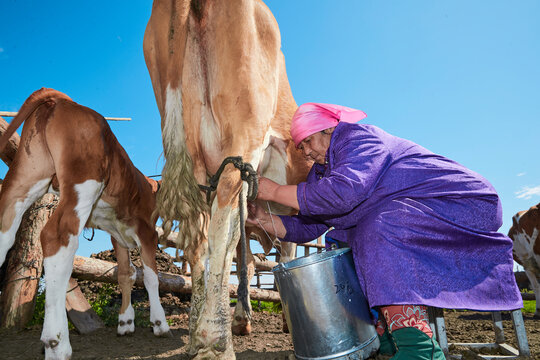 Middle-aged and elderly Mongolian women milking cows on grassland
