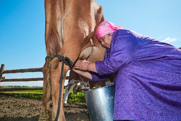 Middle-aged and elderly Mongolian women milking cows on grassland