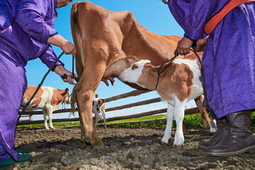 Middle-aged and elderly Mongolian women milking cows on grassland