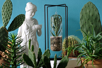 various types of cacti in pots surround an aloe plant grown in a glass in front of a turquoise...