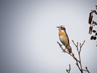 Whinchat (Saxicola rubetra) Green background, close up cute bird