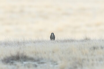 Solitary falcon perched in tall, dry grass, facing forward.
