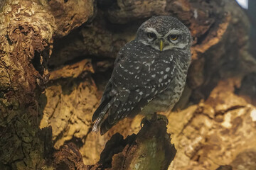 great owl