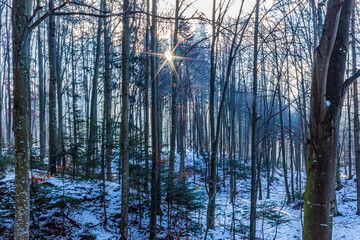 Landscapes - Forest - Europe, Romania, Suceava region  