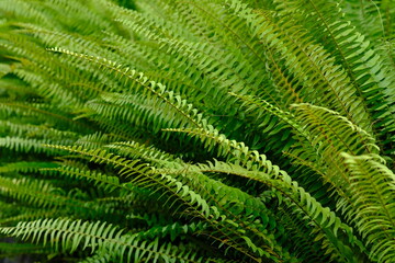 Nephrolepis exaltata, the sword fern or Boston. species of fern in family Lomariopsidaceae. greenery. paku gunung. 