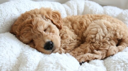 Adorable Golden Puppy Napping in a Cozy Bed. A Precious Moment of Relaxation for a Little Furry Friend.