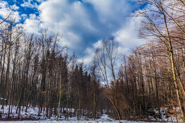 Landscapes - Forest - Europe, Romania, Suceava region  