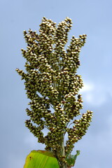 sorghum tree in tropical land. sorghum bicolor.