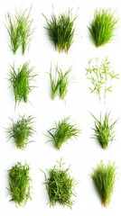 A Collection of Fresh, Vibrant Greenery: A Detailed Look at Various Types of Grass