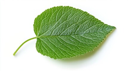 Obraz premium Close-up of a vibrant green leaf, showcasing intricate veins and texture. A stunning botanical image perfect for nature lovers, showcasing the beauty of spring and summer foliage.