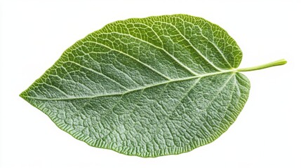 Obraz premium A Detailed Close-up of a Vibrant Green Leaf, Capturing the Intricate Veins and Texture of Nature's Masterpiece
