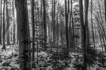 Landscapes - Forest - Europe, Romania, Suceava region  