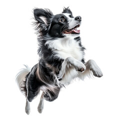Obraz premium A joyful dog leaps playfully, showcasing its energy and spirit. Perfect for capturing the essence of happiness and vitality.