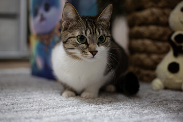 Portrait of a cat sitting on the floor of a house