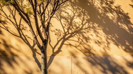 Obraz premium Tree shadows on sunny golden background