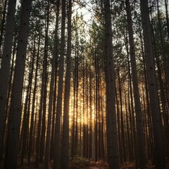 Fototapeta premium Pine forest