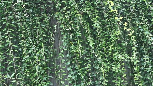 selective focus on hanging green leaf background texture