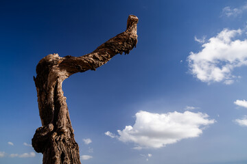 Dead almond tree in the Jalon valley