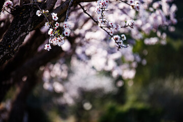 Almond trees in blossom in the Jal&oacute;n valley
