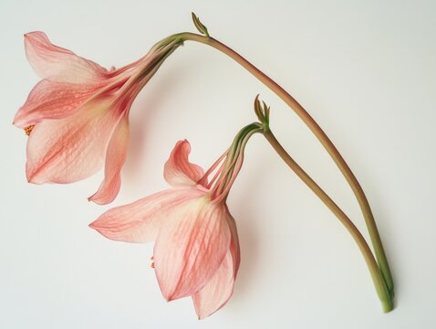 Pink Flowers on White Table