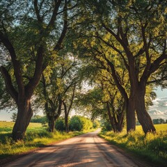 Naklejka premium Summery countryside road in Latvia with large trees on both sides.