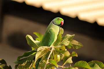 Green Parrot on the in morning light- signal of indian parrot sitting on guava tree and eating guava and looking best - Beautiful indian green parrot. Ringneck Parakeet with selective focus background