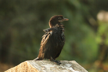 A member of cormorant family, this elegant seabird. in gir forest the golden morning light. this Little Cormorant (Microcarbo niger) was gracefully sitting and creating a mesmerizing silhouette.