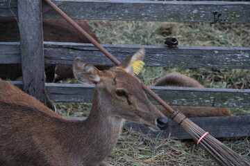 Deer are eating in the deer enclosure