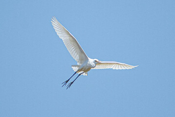 flying seagull in flight