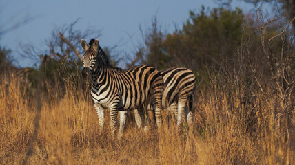 two Burchell's Zebras