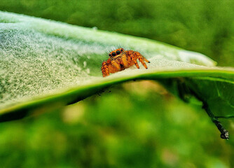 bug on a leaf